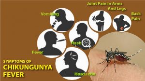 Symptoms of Chikungunya