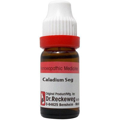 Caladium Seguinum