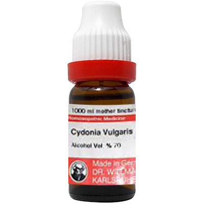 cydonia vulgaris