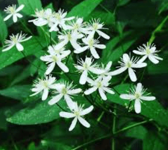 clematis erecta 1